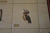 Thumbnail of IMG_3248.jpg