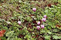 Thumbnail of IMG_3151.jpg