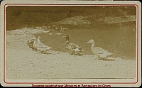 Thumbnail of non-identifie_215.jpg