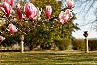 Thumbnail of IMG_9527d.jpg