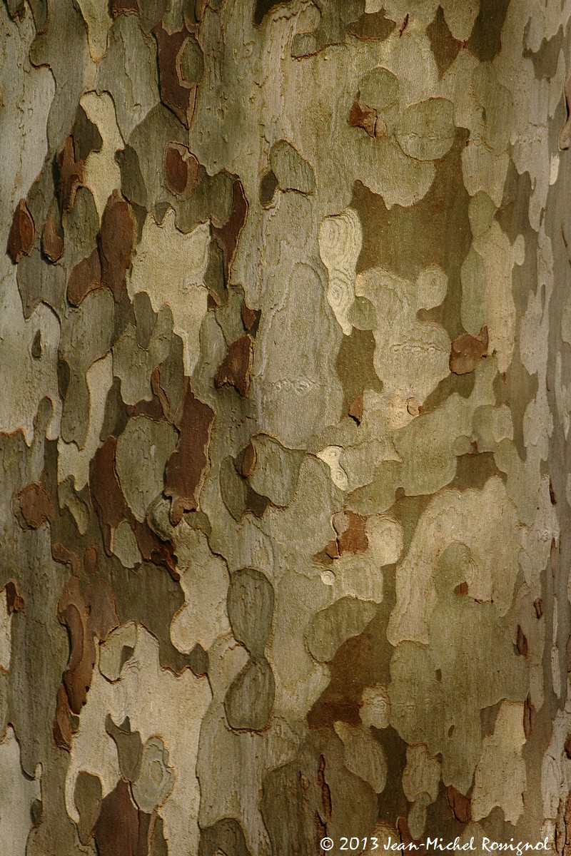 Parc-Chavat_2013_13.jpg