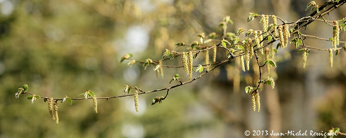 Parc-Chavat_2013_16.jpg