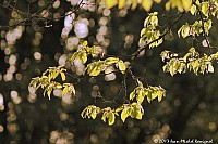 Thumbnail of Parc-Chavat_2013_02.jpg
