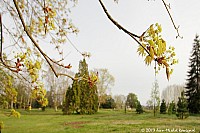 Thumbnail of Parc-Chavat_2013_03.jpg