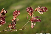 Thumbnail of Parc-Chavat_2013_04.jpg