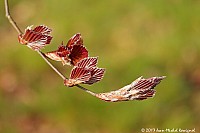 Thumbnail of Parc-Chavat_2013_05.jpg