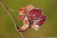 Thumbnail of Parc-Chavat_2013_06.jpg