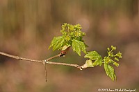 Thumbnail of Parc-Chavat_2013_07.jpg