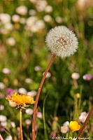 Thumbnail of Parc-Chavat_2013_08.jpg