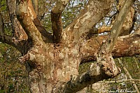 Thumbnail of Parc-Chavat_2013_12.jpg