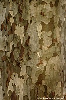 Thumbnail of Parc-Chavat_2013_13.jpg