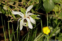 Thumbnail of Parc-Chavat_2013_15.jpg