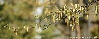 Thumbnail of Parc-Chavat_2013_16.jpg