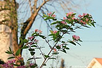 Thumbnail of Parc-Chavat_2013_17.jpg