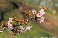 Thumbnail of Parc-Chavat_2013_18.jpg
