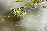 Thumbnail of IMG_0085c.jpg