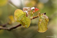 Thumbnail of IMG_9788.jpg