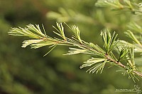 Thumbnail of IMG_9790.jpg