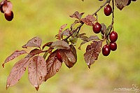 Thumbnail of IMG_9794.jpg