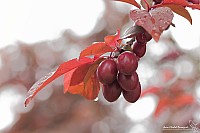 Thumbnail of IMG_9796.jpg