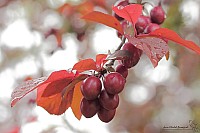 Thumbnail of IMG_9797.jpg