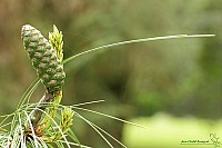 Thumbnail of IMG_9799.jpg