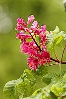 Thumbnail of IMG_9820.jpg