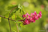 Thumbnail of IMG_9822.jpg