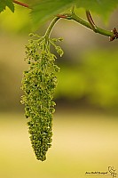 Thumbnail of IMG_9824.jpg