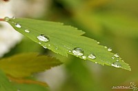Thumbnail of IMG_9837.jpg