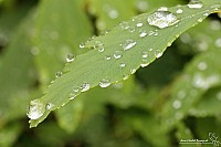 Thumbnail of IMG_9842.jpg