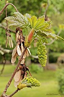 Thumbnail of IMG_9845.jpg