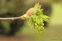 Thumbnail of IMG_9847.jpg