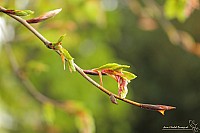Thumbnail of IMG_9849.jpg
