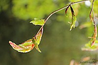Thumbnail of IMG_9851.jpg