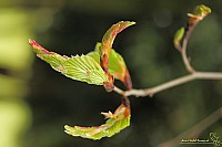 Thumbnail of IMG_9853.jpg