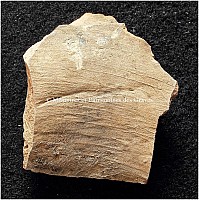 Thumbnail of document_254_100.jpg