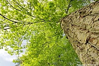 Thumbnail of 11-13-4.jpg