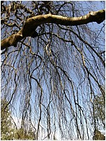 Thumbnail of 12-24-1.jpg