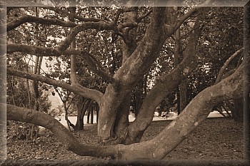 Thumbnail of 3-07-2.jpg