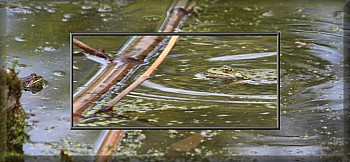 Thumbnail of 4-07-1.jpg