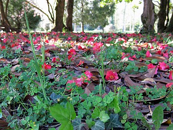 Thumbnail of 4-09-2.jpg
