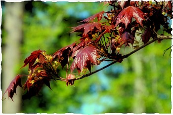 Thumbnail of 01-1-3_feuille.jpg