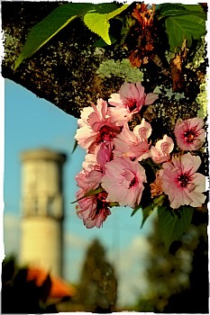 Thumbnail of 01-2-2_fleur.jpg