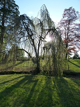 Thumbnail of 09-1-3_arbre des cavallo.jpg