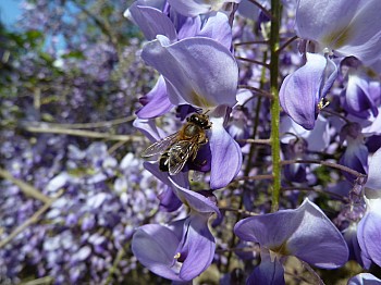 Thumbnail of 09-2-2_l'abeille butine.jpg