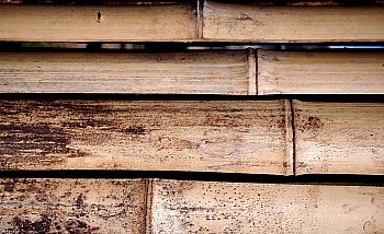 Thumbnail of 15-1-4_bamboo.jpg