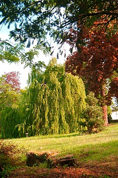 Thumbnail of 15-2-3_chevelu.jpg